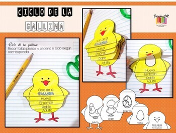 Preview of Ciclo de la gallina