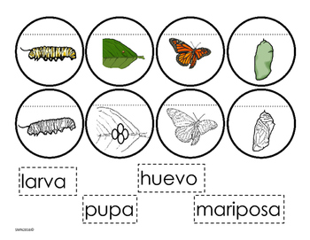 dibujos para colorear del ciclo de vida de las mariposas