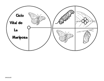 dibujos para colorear del ciclo de vida de las mariposas