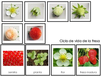 Preview of Ciclo de vida de la fresa