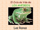 Ciclo de vida de la rana- Life cycle: Toads