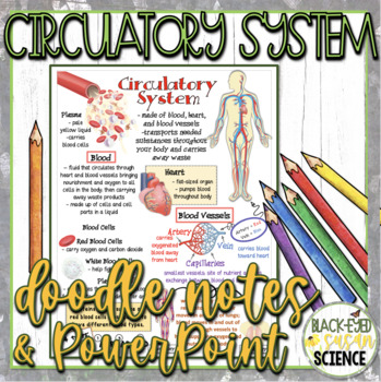 Preview of Circulatory System Doodle Notes & Quiz + PowerPoint