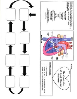 Circulation Pathway Of Blood Through The Heart By Mcbride S