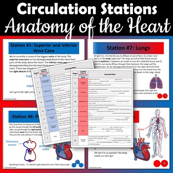 Preview of Heart Anatomy and Circulation Stations Activity | Cardiovascular System