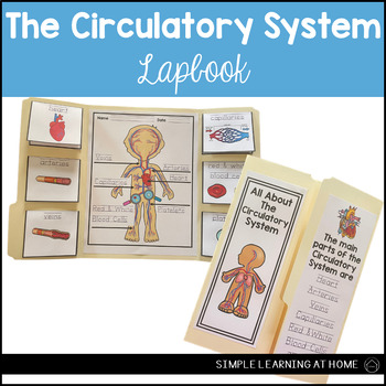 Preview of Circulatory System Lapbook Human Body Activites Anatomy Activities