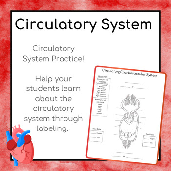 Preview of Circulatory/Cardiovascular System Worksheet