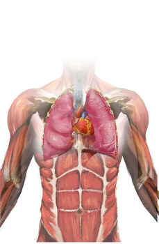 Preview of Circulatory - Respiratory System Unit Bundle
