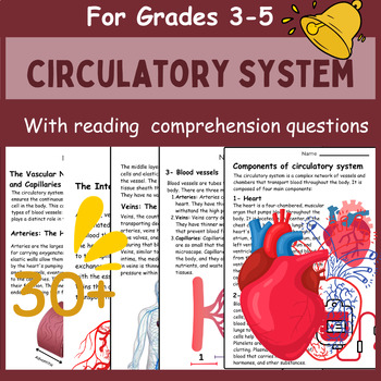 Preview of Circulatory System Activities | Heart | Blood | Comprehension questions