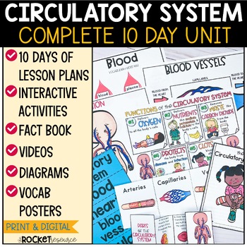 Preview of Circulatory System Activities | The Human Heart | Human Body Systems Worksheets