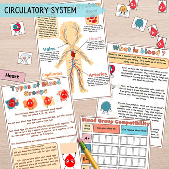 Preview of Circulatory System Activity, Blood Types & Compatibility Human Anatomy Bundle