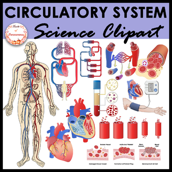Preview of Circulatory System Anatomy Clipart | Heart and Blood Pressure Clip Art