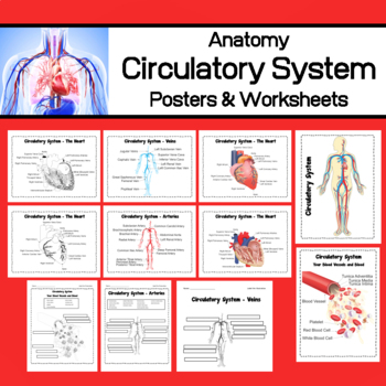 worksheet circulatory system grade 6