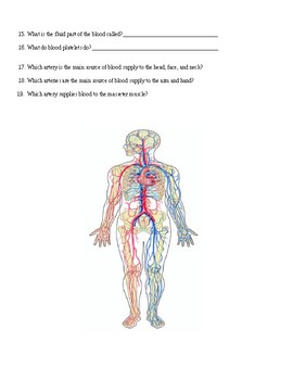 Preview of Circulatory System Assignment