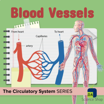 Preview of Circulatory System - Blood Vessels