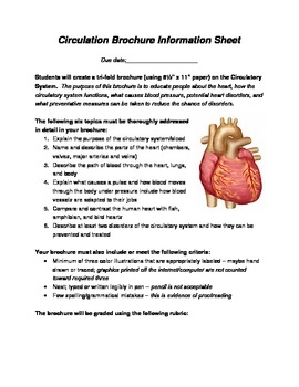 Preview of Circulatory System Brochure