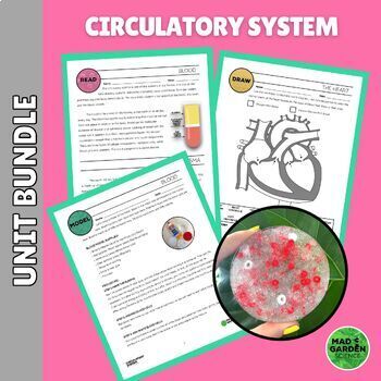 Preview of Circulatory System Bundle | 2 Labs | Reading | Diagrams | Assessment & MORE!