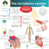 Circulatory System Clip Art