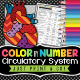 Circulatory System Color by Number - Science Color By Number