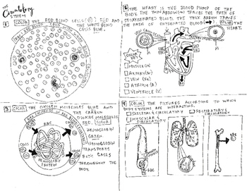 Circulatory System Coloring sheet by Scientifically Speaking is my Favorite