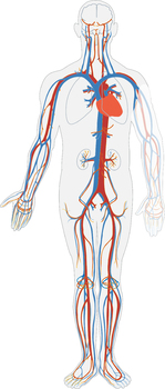 Preview of FREE Circulatory System clip art - Commercial Use OK