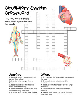 Circulatory System Crossword by The Learning Hypothesis Store | TpT