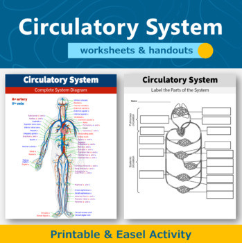 Preview of Circulatory System Diagram Worksheets and Handouts | Human Body Systems