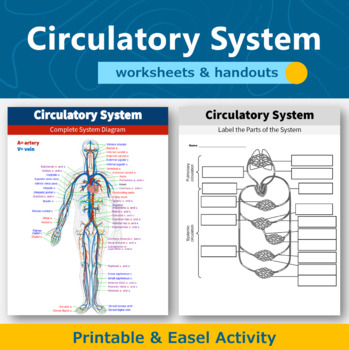 Circulatory System Diagram Worksheets and Handouts - Printable and Digital