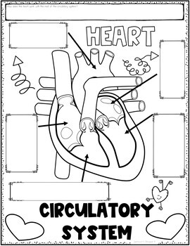 Circulatory System Graphic Organizer Review Activity Distance Learning