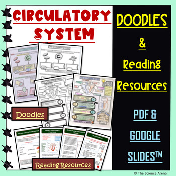 Preview of Circulatory System Doodles | Science Doodles | Graphic Organizer, Passages