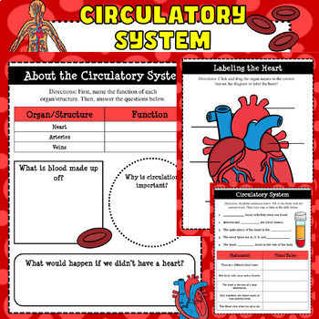 Preview of Circulatory System Google WebQuest