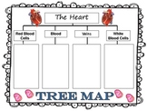 Circulatory System Graphic Organizers