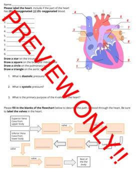 Preview of Circulatory System Heart Anatomy Quiz