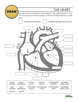 Preview of Circulatory System: Heart Diagram. Label and Color The Heart. Answer Key