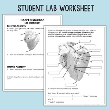 Circulatory System Lab Activity: Sheep Heart Dissection [Distance Learning]