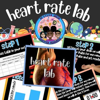 Preview of Circulatory System- Heart Rate Activity Comparison Lab