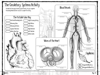 Circulatory System Infographic by James Gonyo | Teachers Pay Teachers
