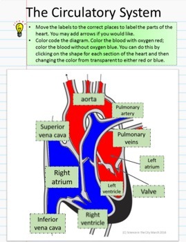 Circulatory System Digital Resource by Science in the City | TpT