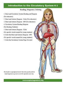 Preview of Circulatory System Introduction for K-3