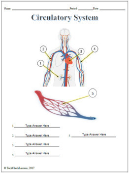 Circulatory System Labeling Worksheet for Google Slides by TechCheck