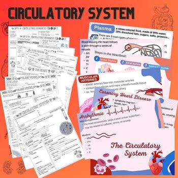 Preview of Circulatory System Lessons - powerpoints & graphic notes