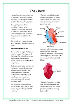 Preview of Circulatory System, Lungs, Digestion & More - Cell Organisation Revision Sheets