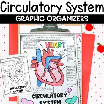 Preview of Circulatory System Review Activity