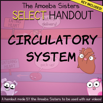 Preview of Circulatory System- SELECT Recap + Answer Key by Amoeba Sisters