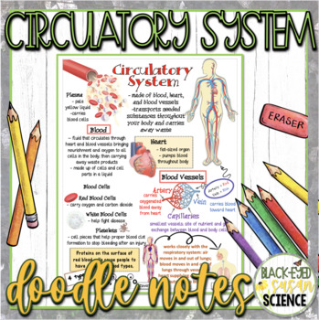 Preview of Circulatory System Doodle Notes & Quiz