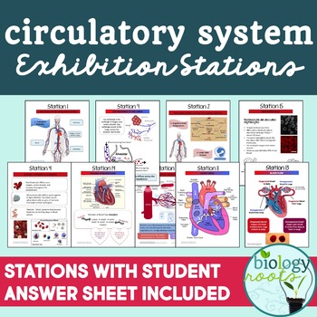 Preview of Circulatory System Exhibition Stations