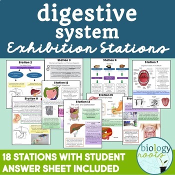 Preview of Digestive System Exhibition Stations