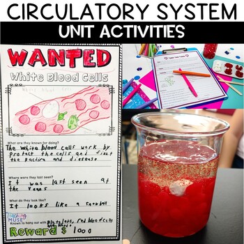 Preview of Circulatory System Unit