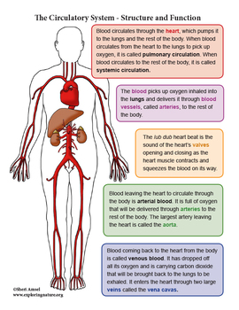 Circulatory System Unit - Reading, Diagrams, Labeling | TpT