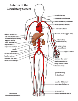 Circulatory System Unit - Reading, Diagrams, Labeling | TpT
