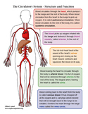 Circulatory System Unit - Reading, Diagrams, Labeling